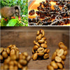 Yunnan Baoshan Civet Cat Feces Coffee Beans